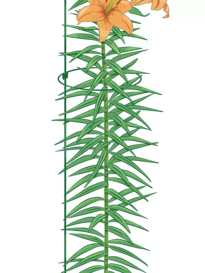 GSC Peacock Mini Plant Support Rings 8", Set Of 2 4 GSC Peacock Mini Plant Support Rings 8", Set Of 2 - Image 2