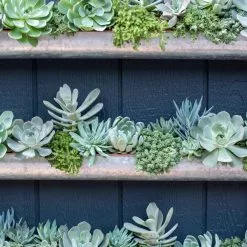 GSC 3-Tier Vertical Wall Planter, 3' -Plant Supports Shop 8611013 055 tif