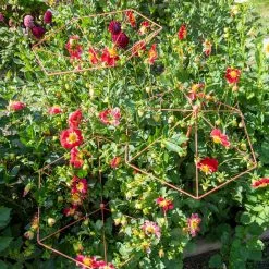 GSC Parasol Plant Supports, Set Of 3 -Plant Supports Shop 8611129 050 tif