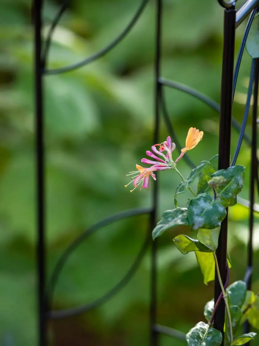 GSC 4 Sided Leaf Obelisk, 72" 4 GSC 4 Sided Leaf Obelisk, 72" - Image 2