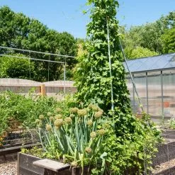 GSC DIY Connector For Teepee Trellis -Plant Supports Shop 8611896 6505 tif