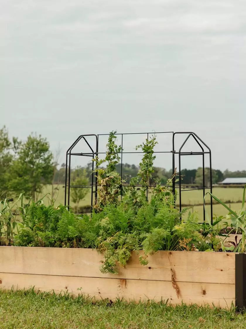 GSC Zenith Trellis 4 GSC Zenith Trellis - Image 2