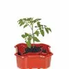GSC Deluxe Tomato Halos, Set Of 2 -Plant Supports Shop 8612045 2009 tif