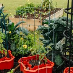 GSC Deluxe Tomato Halos, Set Of 2 -Plant Supports Shop 8612045 226 tif