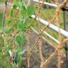 GSC Coco Trellis Netting, 4' X 15' 1 GSC Coco Trellis Netting, 4' X 15' -Plant Supports Shop 8612050 1124 tif