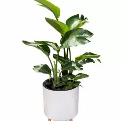 GSC Ava Self-Watering Round Planter -Plant Supports Shop 8612692 0002