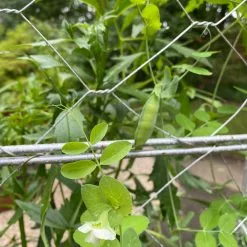 GSC Chicken Wire Pea Trellis -Plant Supports Shop 8612718 7307
