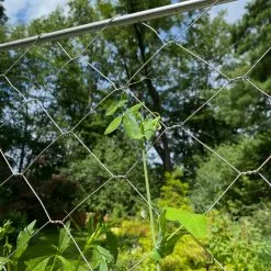 GSC Chicken Wire Pea Trellis -Plant Supports Shop 8612718 7311