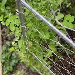 GSC Chicken Wire Pea Trellis -Plant Supports Shop 8612718 7312