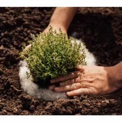 GSC Hortiwool ®, 5 Pad Pack -Plant Supports Shop 8613263 06v