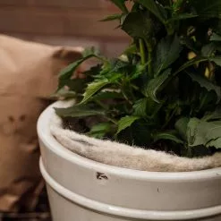 GSC Hortiwool ®, 5 Pad Pack -Plant Supports Shop 8613263 17v