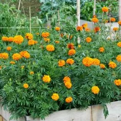 GSC SeedSheets Organic Vegetable Garden, Easy Breezy Caprese, 4' X 8' 10 GSC SeedSheets Organic Vegetable Garden, Easy Breezy Caprese, 4' X 8' -Plant Supports Shop 8613295 04V