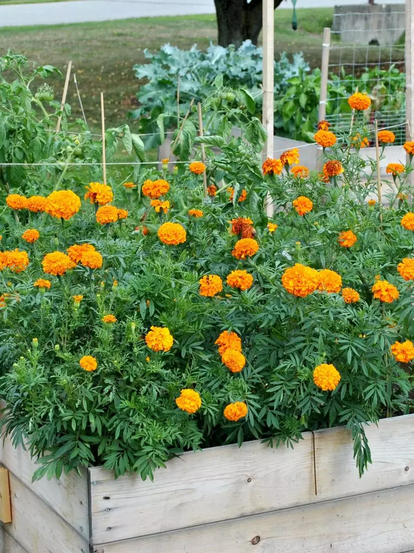 GSC SeedSheets Organic Vegetable Garden, Easy Breezy Caprese, 4' X 8' 5 GSC SeedSheets Organic Vegetable Garden, Easy Breezy Caprese, 4' X 8' - Image 3