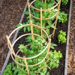 GSC Bamboo Tomato Cages, Set Of 3 -Plant Supports Shop 8613426 6916