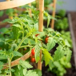 GSC Bamboo Tomato Cages, Set Of 3 -Plant Supports Shop 8613426 6934