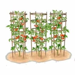 GSC Bamboo Tomato Cages, Set Of 3 -Plant Supports Shop 8613426 art