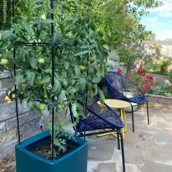 GSC Oasis Self-Watering Tomato Planter With Trellis -Plant Supports Shop 8613440 01IN