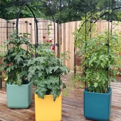 GSC Oasis Self-Watering Tomato Planter With Trellis