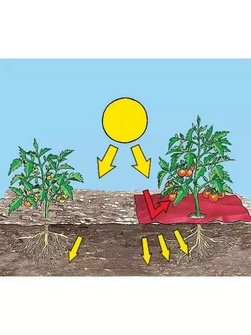 GSC Red Tomato Mulch 3 GSC Red Tomato Mulch - Image 2