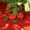 GSC Red Tomato Mulch