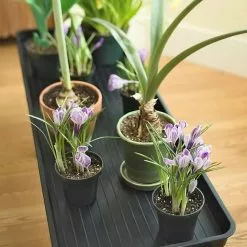 GSC Large Boot Tray 8 GSC Large Boot Tray -Plant Supports Shop GS31286 14 tif