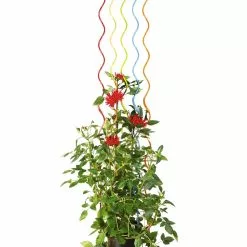 GSC Rainbow Spiral Supports, Set Of 5 -Plant Supports Shop GS36377 03S tif